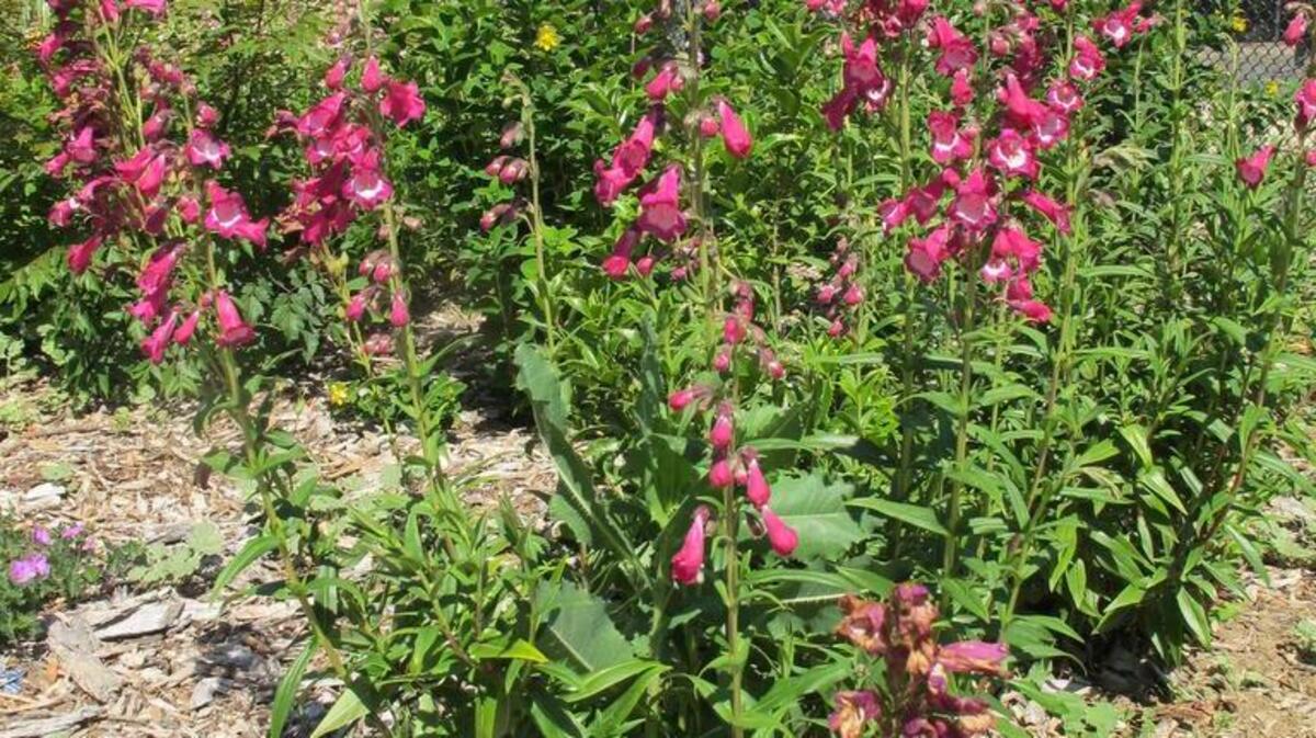 Amelia Jayne penstemon is a colorful drought-tolerant standout in the dry garden.