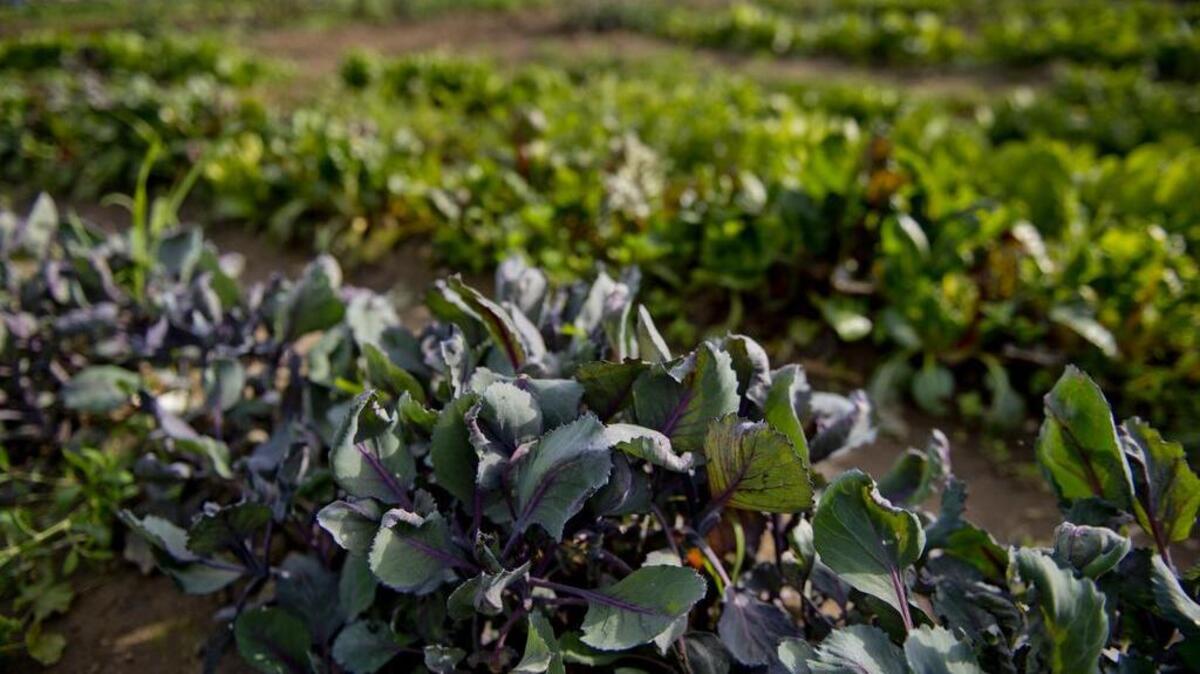 February is the time to transplant cabbage, broccoli, kale, Brussels sprouts and lettuce (both loose leaf and head).