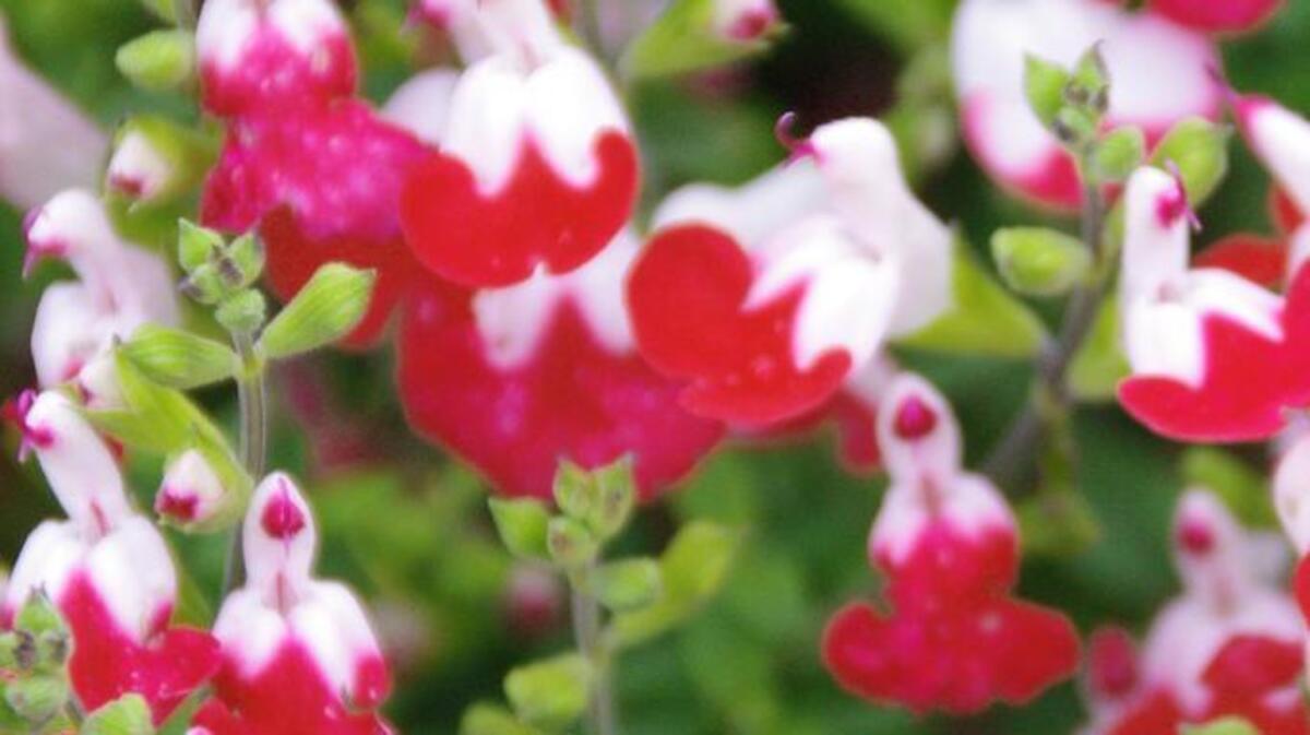“Little Kiss” salvia stays more compact than the popular “Hot Lips” variety.