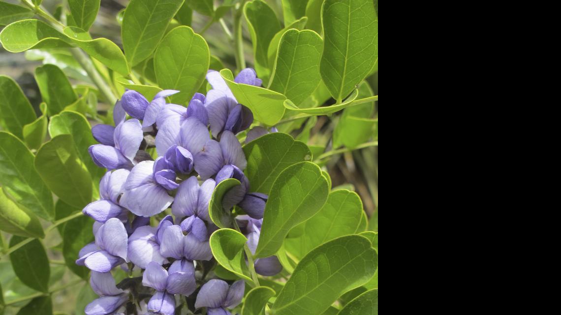 
 Texas mountain laurel offers big, bold blooms. 

