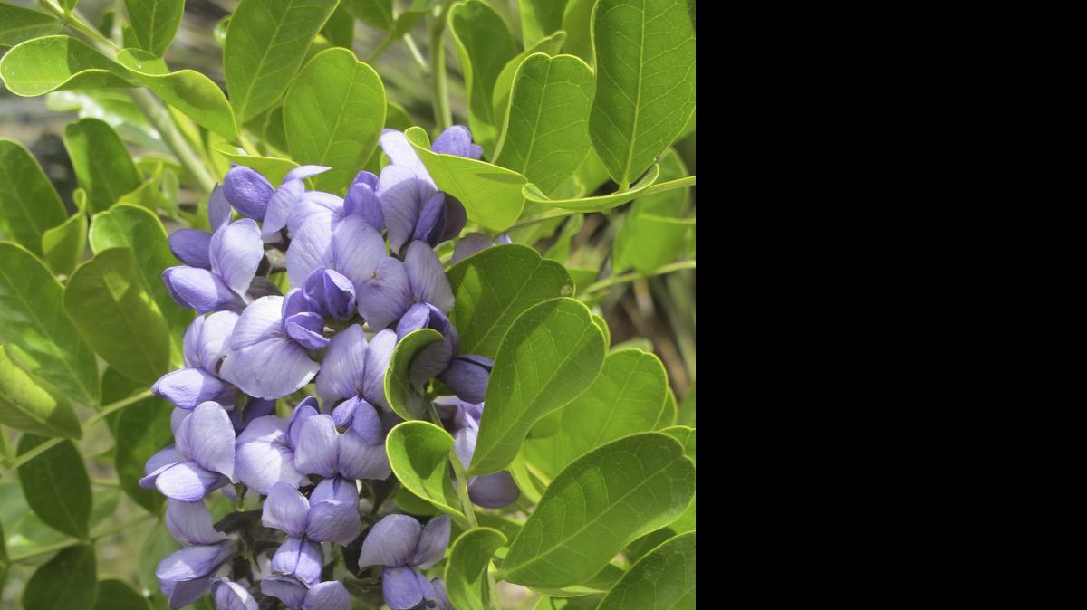 
 Texas mountain laurel offers big, bold blooms. 
