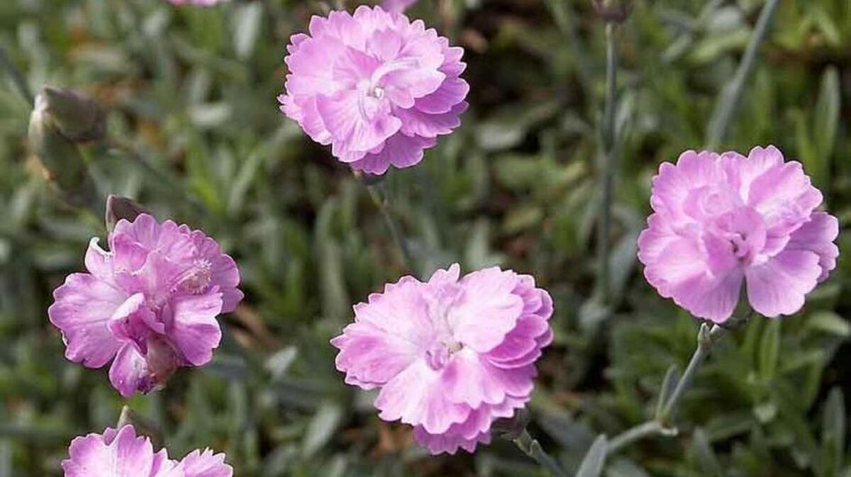 Tiny Rubies cheddar pink is a popular low-water dianthus offering mounds of fragrant blooms.