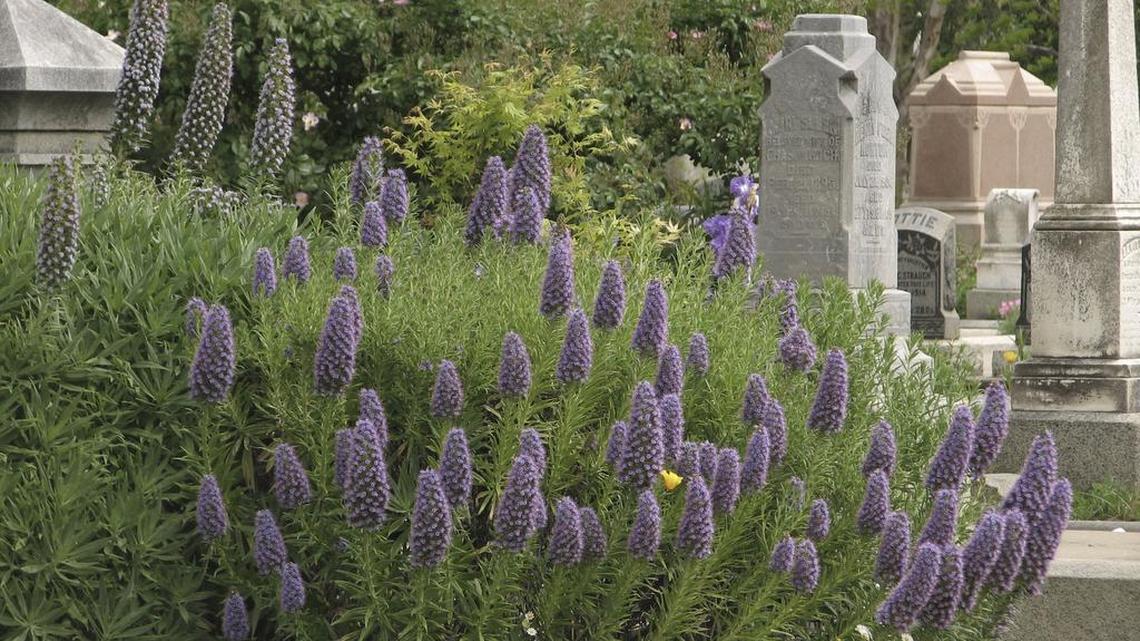 Hamilton Square Garden at Sacramento’s historic City Cemetery features hundreds of rare Mediterranean perennials.