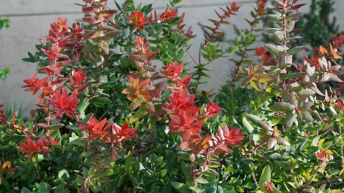 
 Paradise manzanita has bursts of bright red new growth in fall and winter, contrasting with its blue-green foliage.
