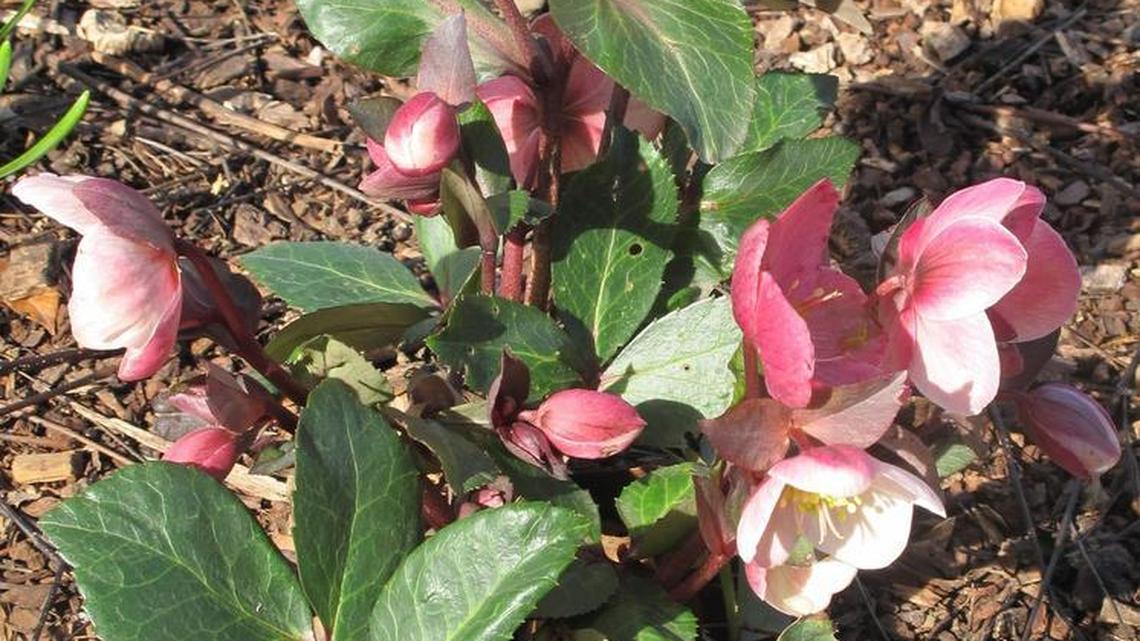 Pink Frost Lenten rose is a compact hybrid hellebore that brightens dry shade in winter with its vibrant blooms.