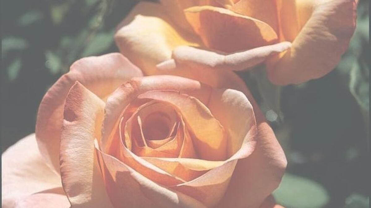 Roses will be at their best during Sacramento’s 68th annual show.