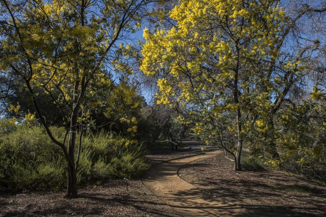 Two magnificent blue bush acacia trees on the UC Davis campus in Davis on Monday, Feb. 12, 2018.
