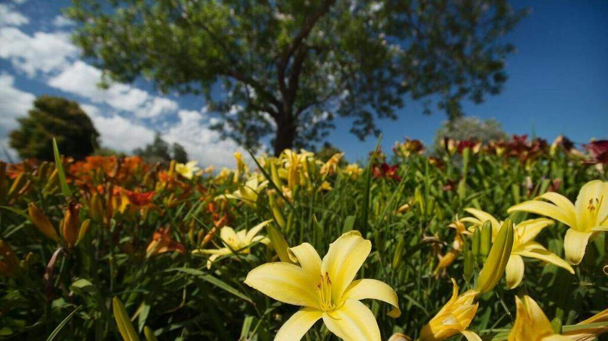 Amador Flower Farm in Plymouth is home to more than 1,200 varieties of daylilies. The farm hosts its annual Spring Fling on March 24 and 25.