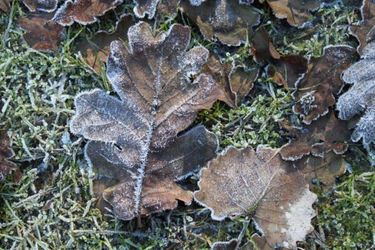 See any frost damaged foliage or limbs in January? Let it look ugly. Waiting until spring to prune will help protect the plant or tree. 