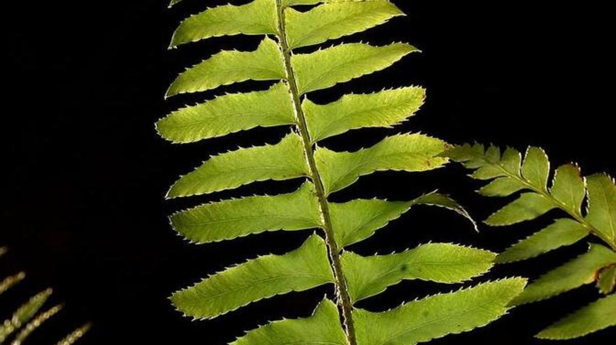 Arboretum Spotlight: Sword fern (Polystichum munitum) is a California native and thrives in relatively dry shade.