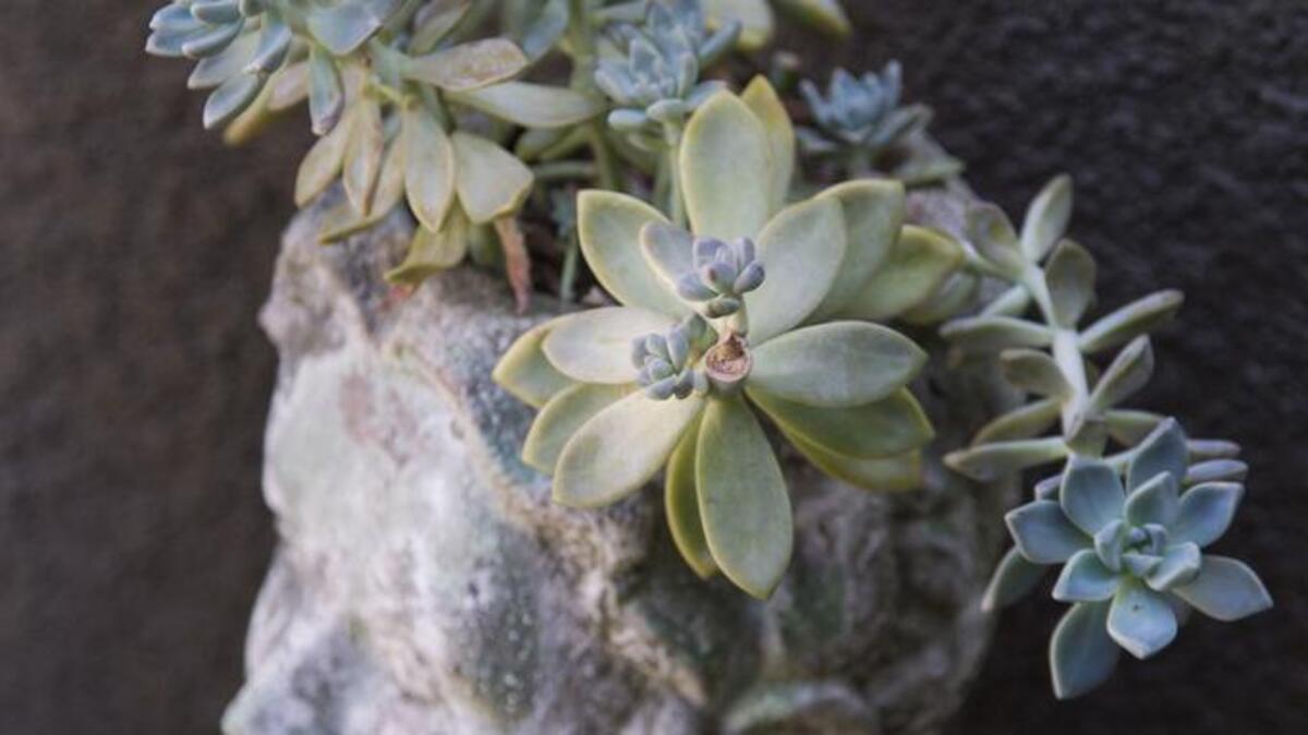Echeveria thrives in this unusual pot in the entryway garden of Richard Lindsay’s Sun City Roseville home.