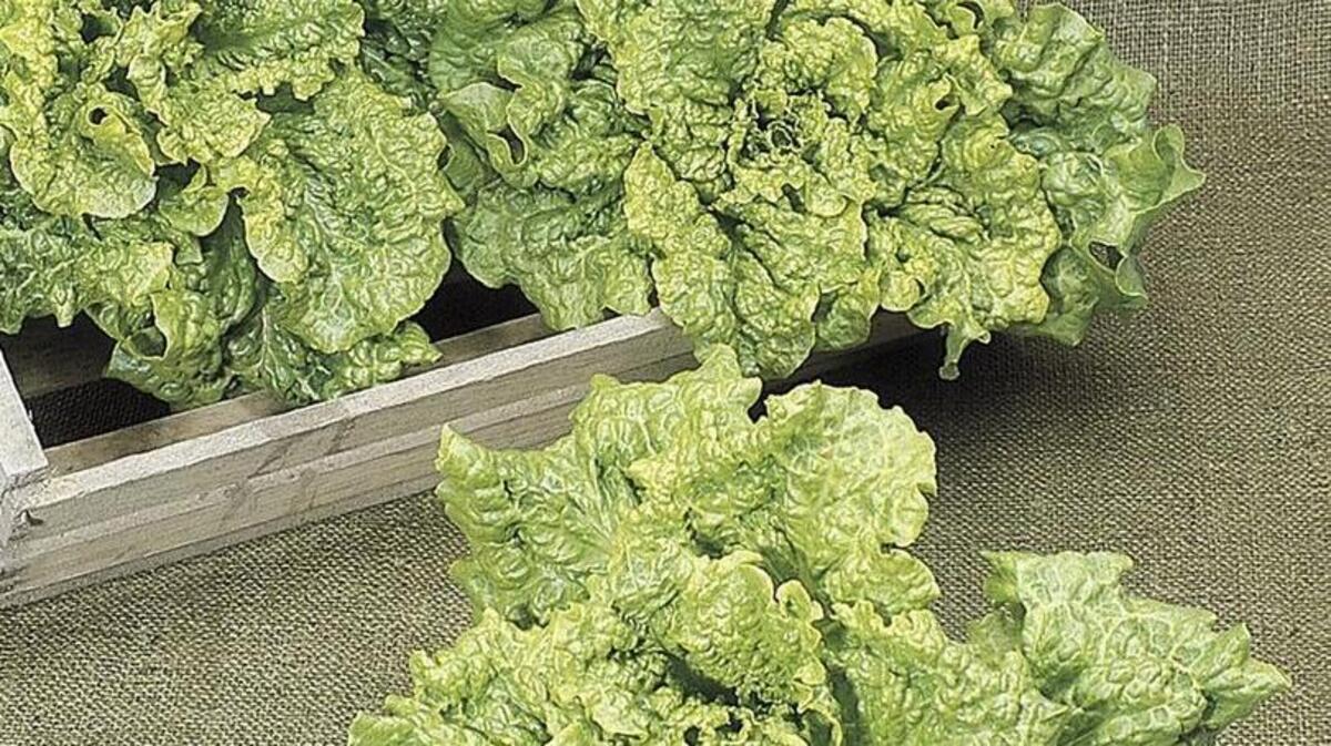 Leaf lettuce, such as this Simpson variety from Burpee, grows quickly in the winter garden.