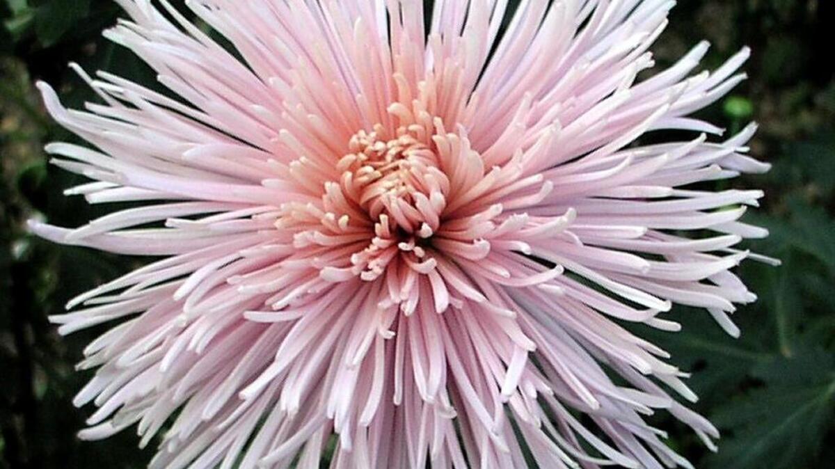 Kings Delight is one of the unusual mums offered at the annual plant sale hosted by the Sacramento Chrysanthemum Society.