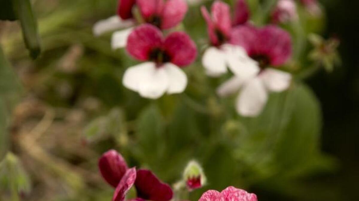 This bi-color angel geranium is a cross between a scented geranium and a Martha Washington geranium.