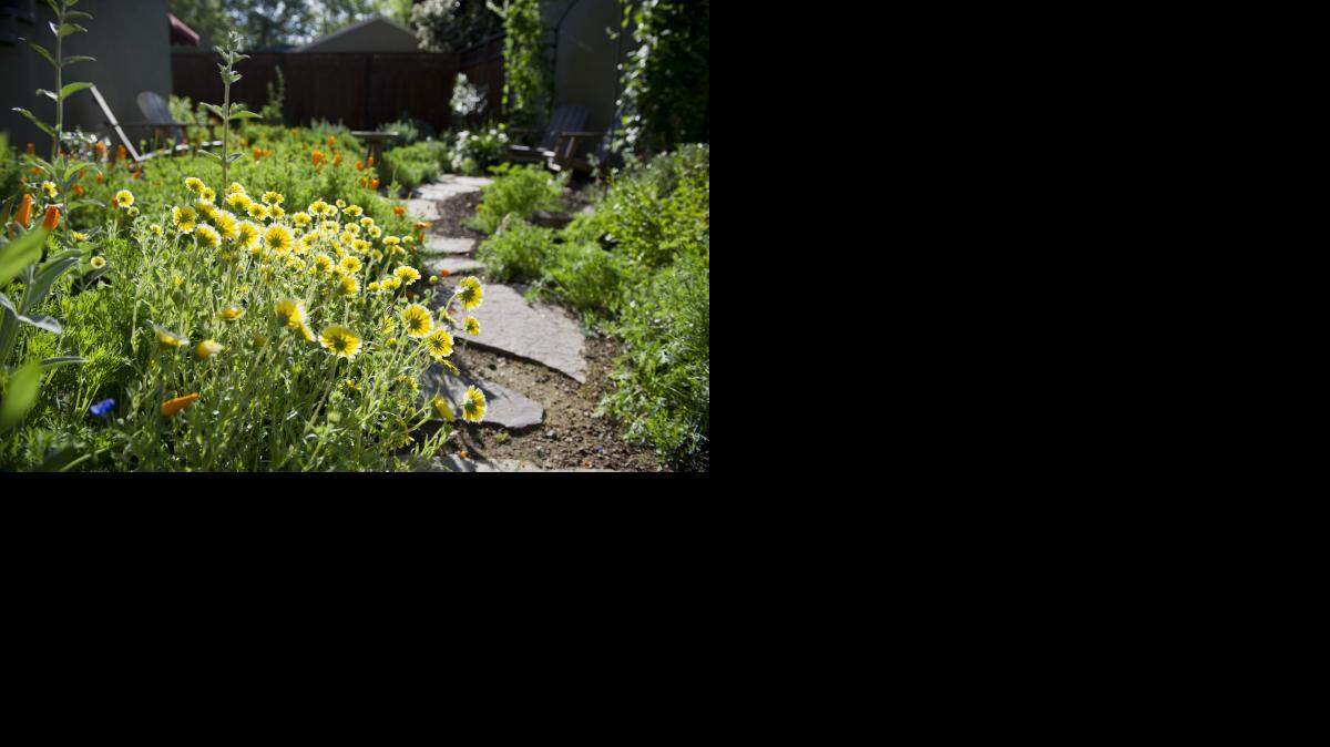 
Tidy tips and other “tamed” wildflowers catch the morning sun in the Pardees’ backyard. The drought prompted the Pardees to switch from a lawn.


