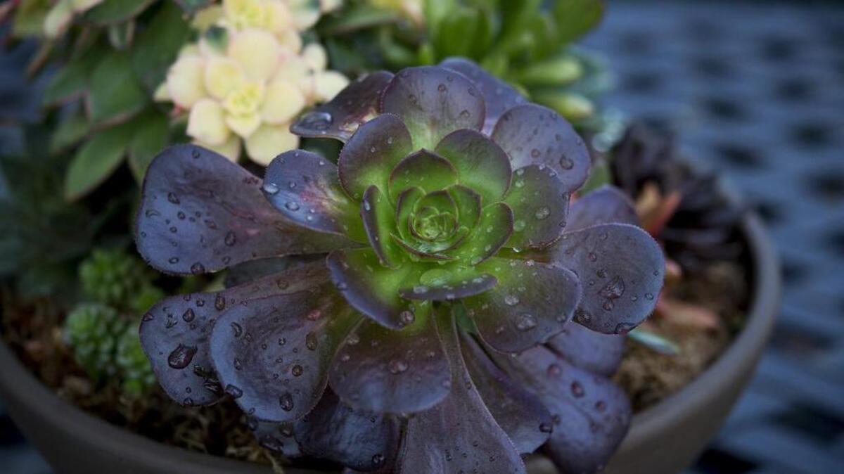 A big mistake most people make is watering their succulents right after planting or transplanting.