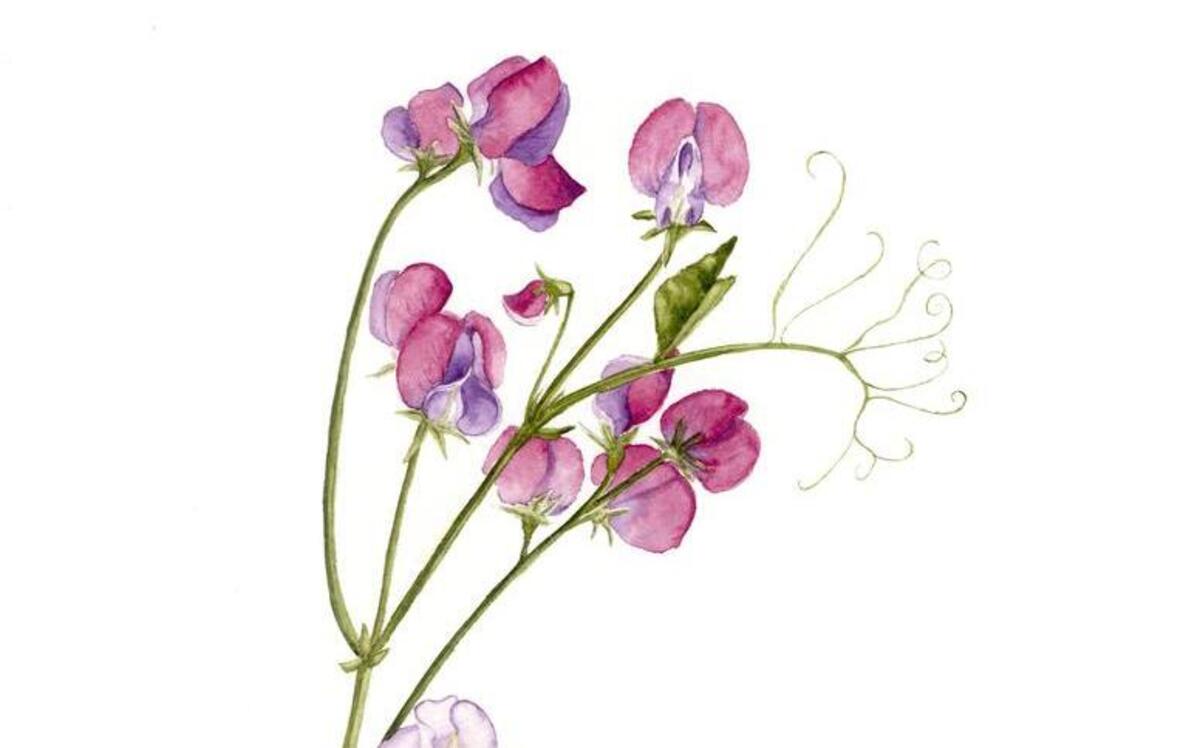 Sweet peas are a spring favorite that benefits from fall planting.