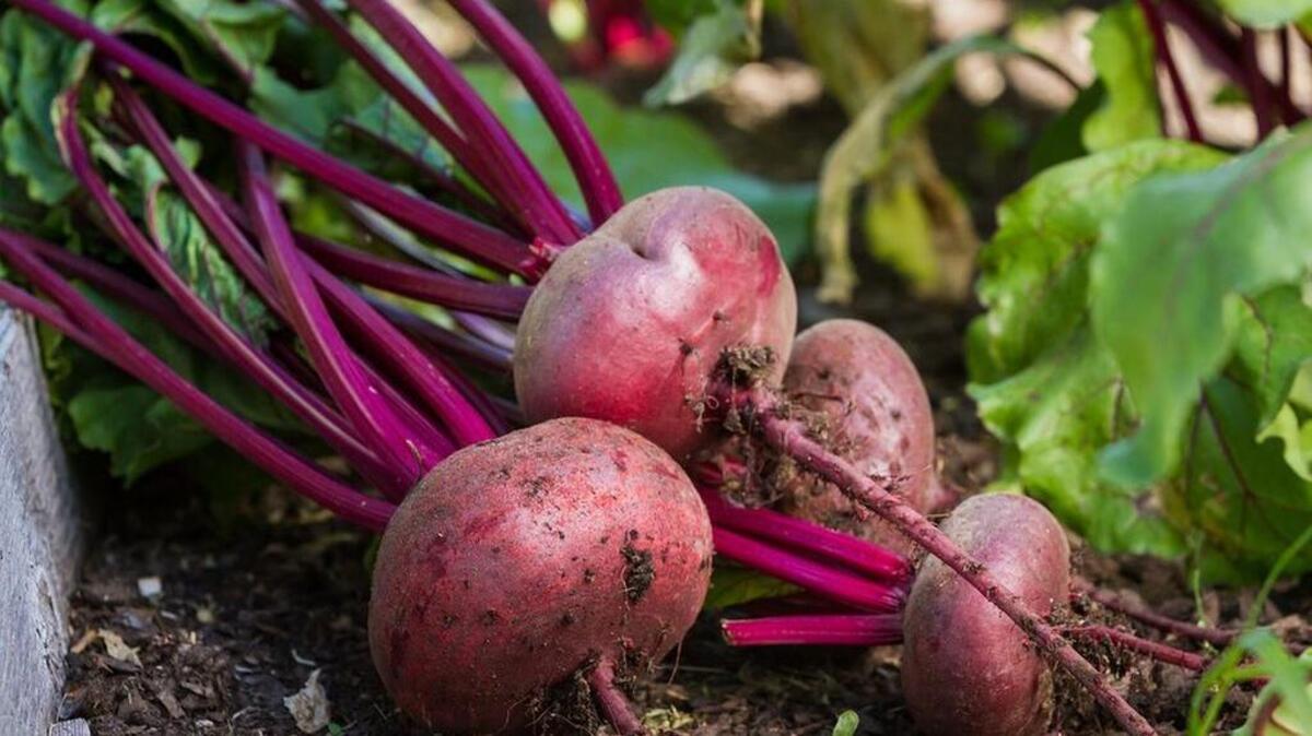 Plant seeds for beets now.