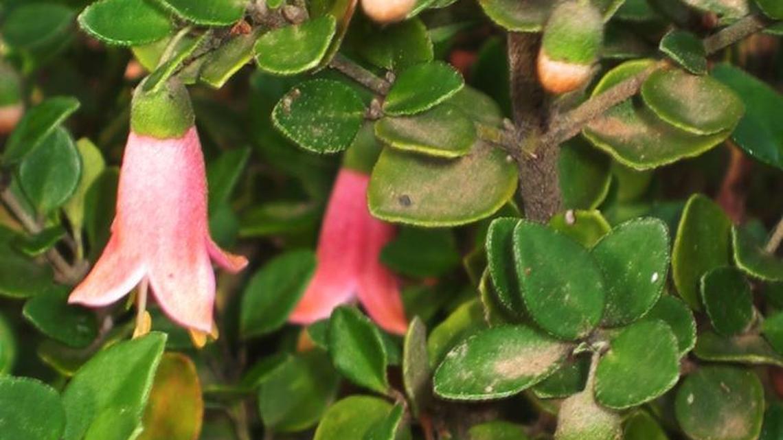 Garden Gems: “Pink Flamingo” Australian fuchsia offers shiny evergreen foliage and pretty pink bell-shaped flowers, a favorite of hummingbirds.