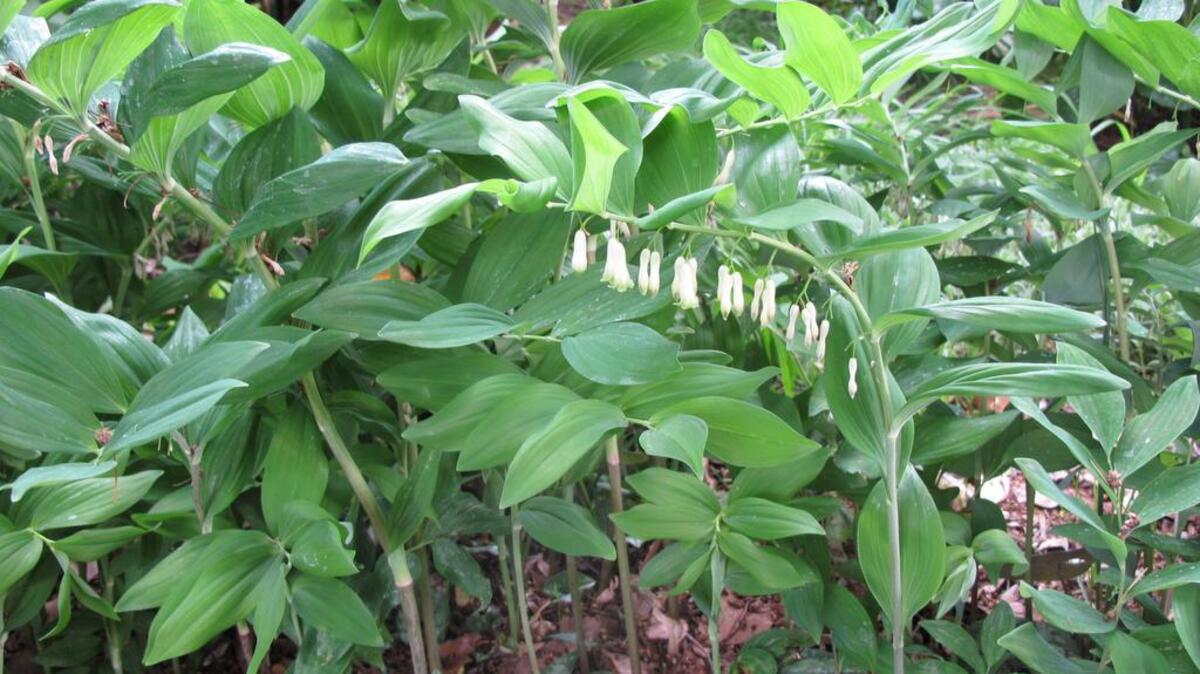 Solomon’s seal (polygonatum odoratum) is a shade-loving perennial with lots to offer.