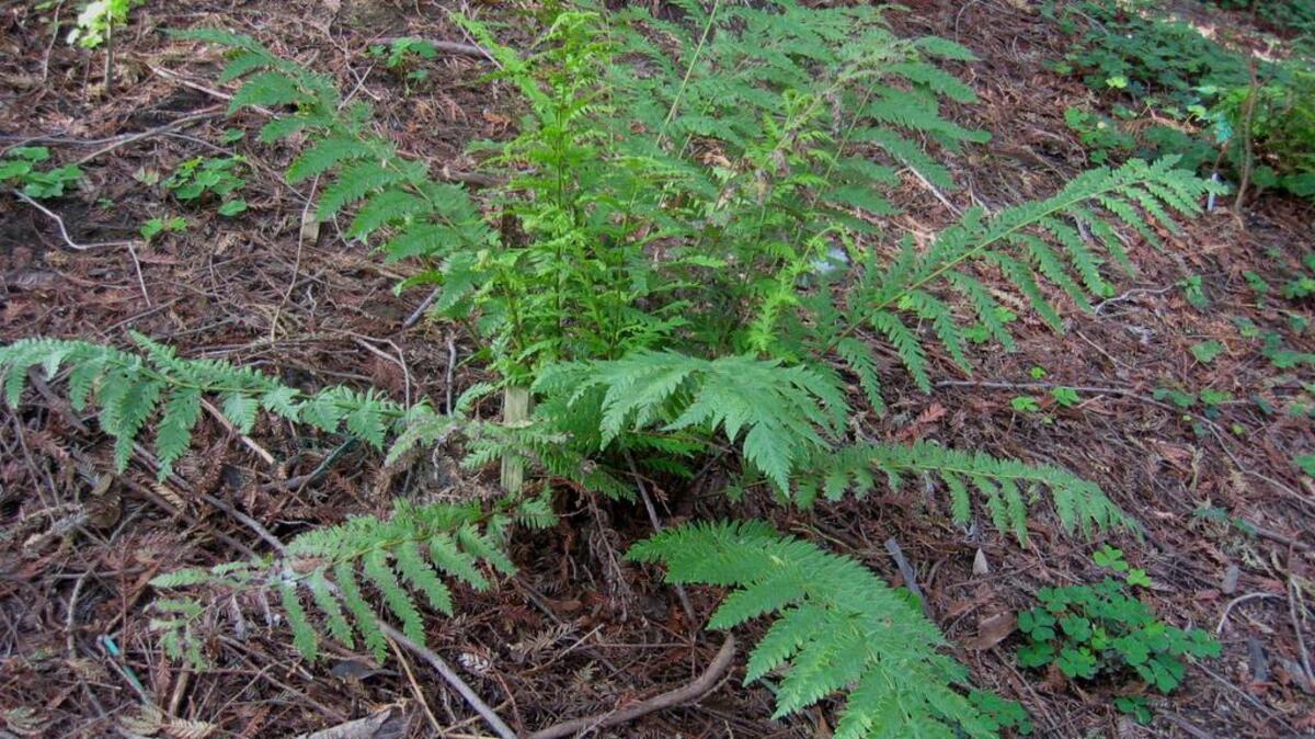 Giant chain fern is North America’s largest native fern.