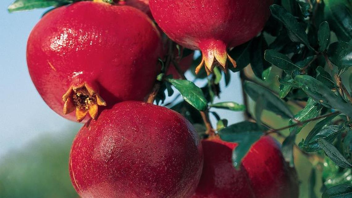 California grows most of the nation’s commercial pome granates crop. The tree adds color to home landscapes.