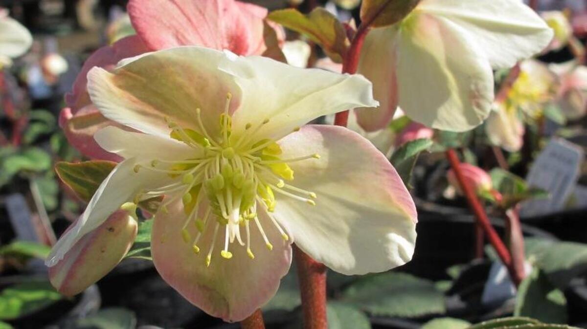 Life After Lawn: Mahogany Snow hybrid hellebore is a new variety of an old shade-loving favorite.