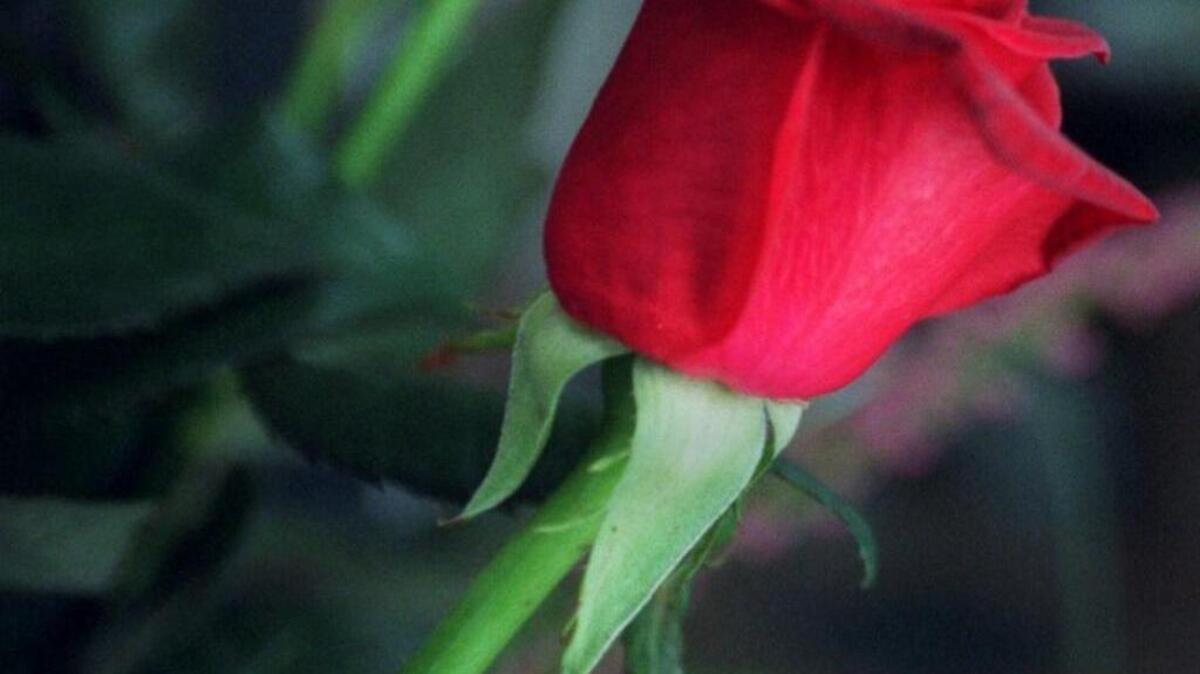Red roses are highest in demand on Valentine’s Day