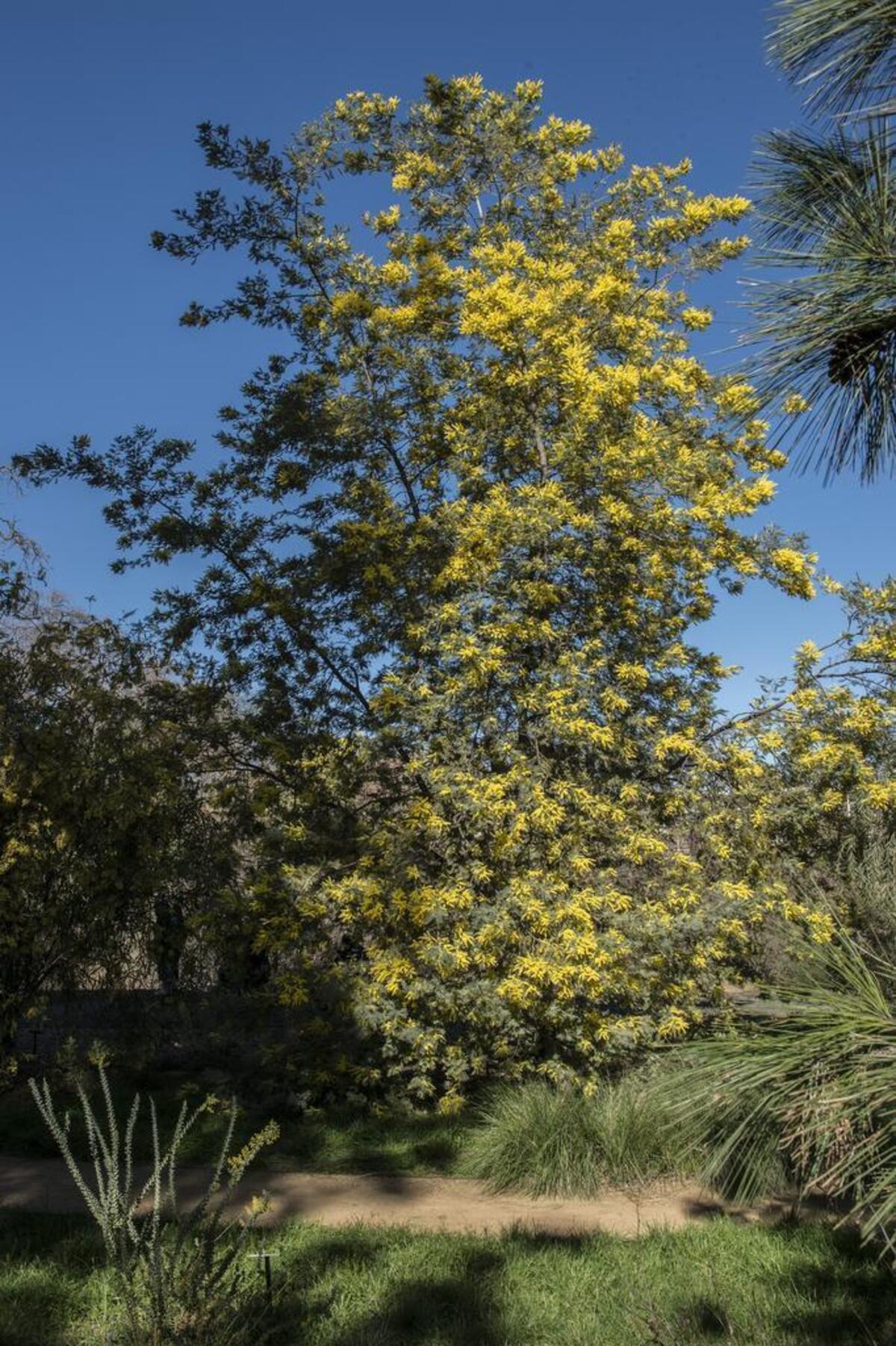 A tall silver wattle acacia tree on the UC Davis campus in Davis on Monday, Feb. 12, 2018.