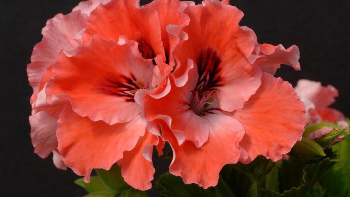 Geraniums come in many colors such as this aptly named Orange Parfait, a Martha Washington or Regal variety.