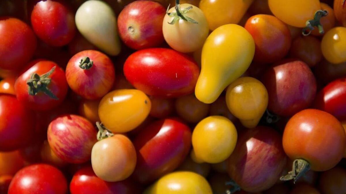 
Elk Grove hosts a tomato-tasting festival.

