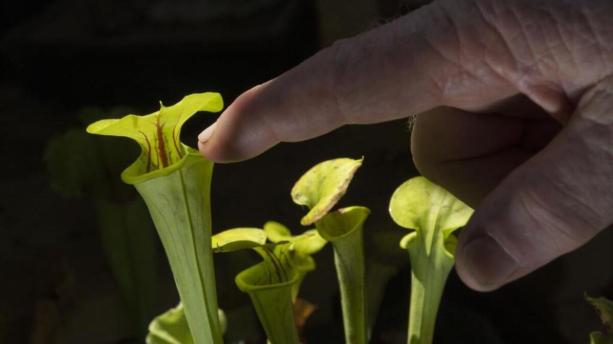 The Sacramento Bromeliad and Carnivorous Plant Society is among those that will attend the Fall Garden and Arts Sale.