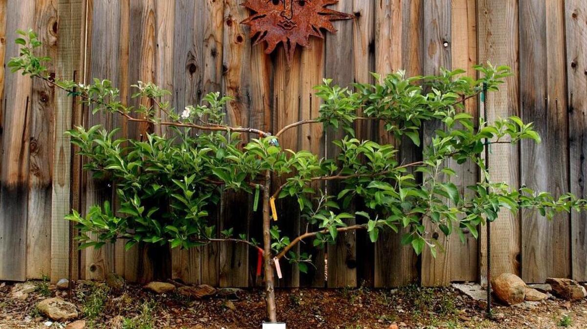 This espaliered apple tree grows six different kinds of apples, thanks to grafting.