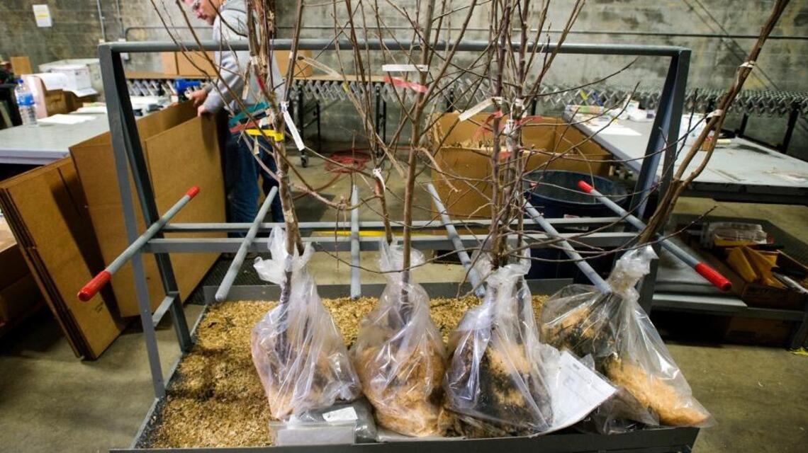 Now is the time to plant your bare root trees. Here’s how to pick a good one