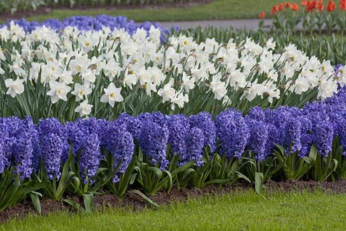 Blue hyacinths planted en masse with trumpet daffodils.