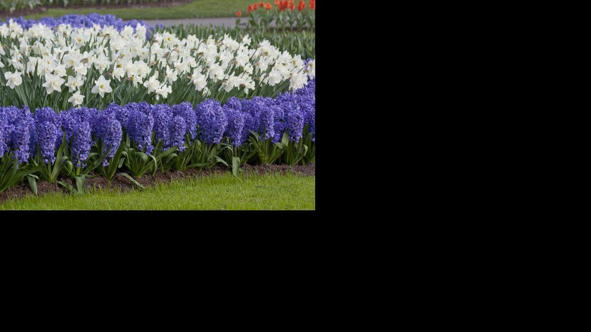 
Trumpet daffodils, the 2014 Bulb of the Year, rank among the most popular bulbs with customers, said Longfield Gardens co-owner Hans Langeveld. Here, they’re shown planted en masse with a contrasting border of blue hyacinth. 
