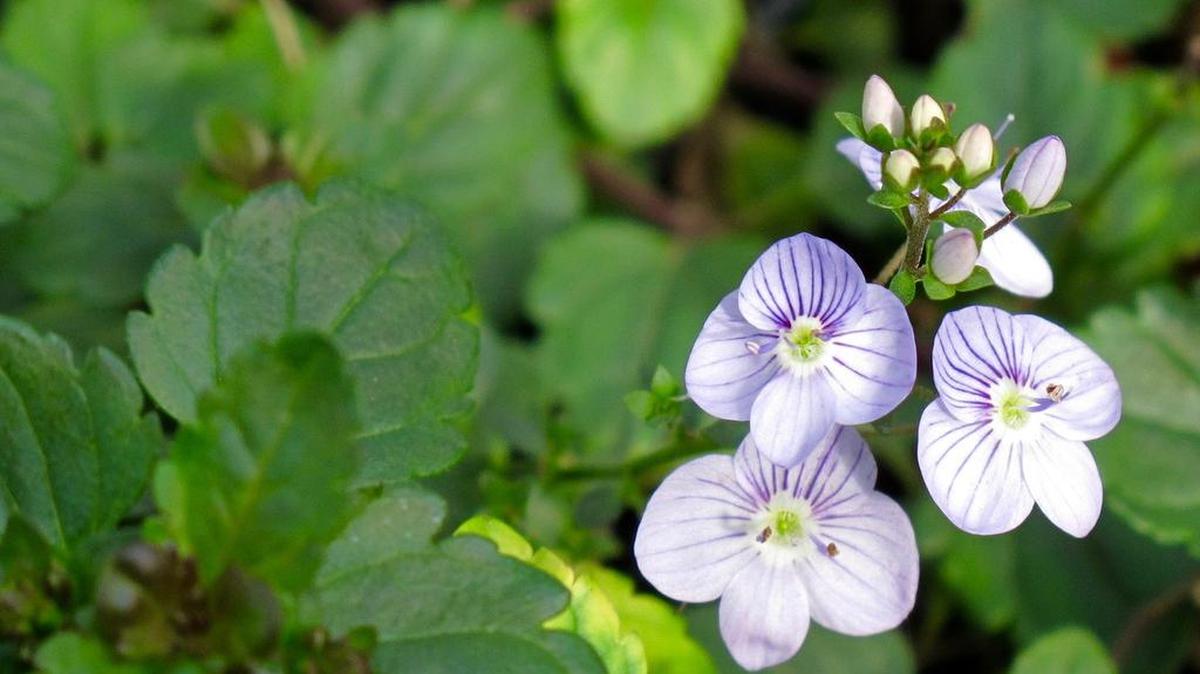 Creeping speedwell (Veronica ‘Waterperry Blue’) offers delicate blue flowers and attractive foliage.