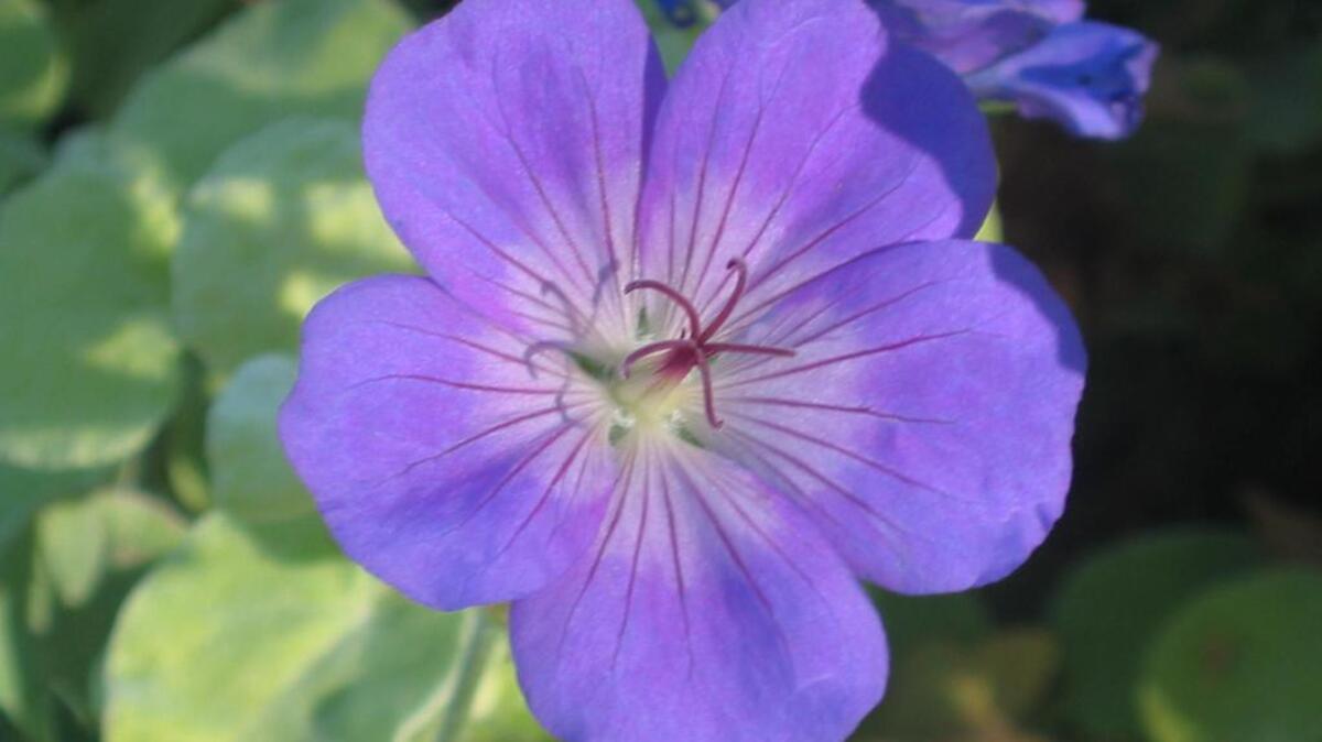 Rozanne hardy geranium has become popular for its vivid purple-blue flowers.