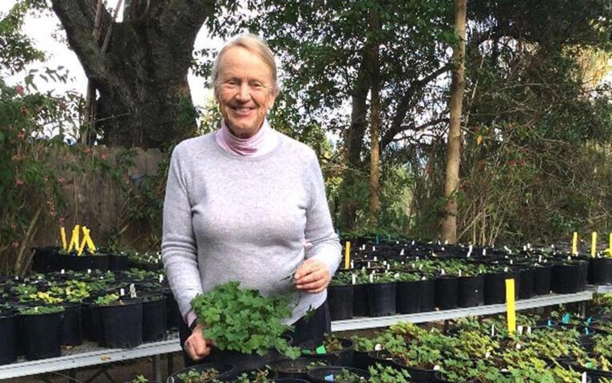 Robin Parer works in her nursery, Geraniaceae, in the Marin County town of Kentfield. She grows thousands of geraniums, many of them quite rare.