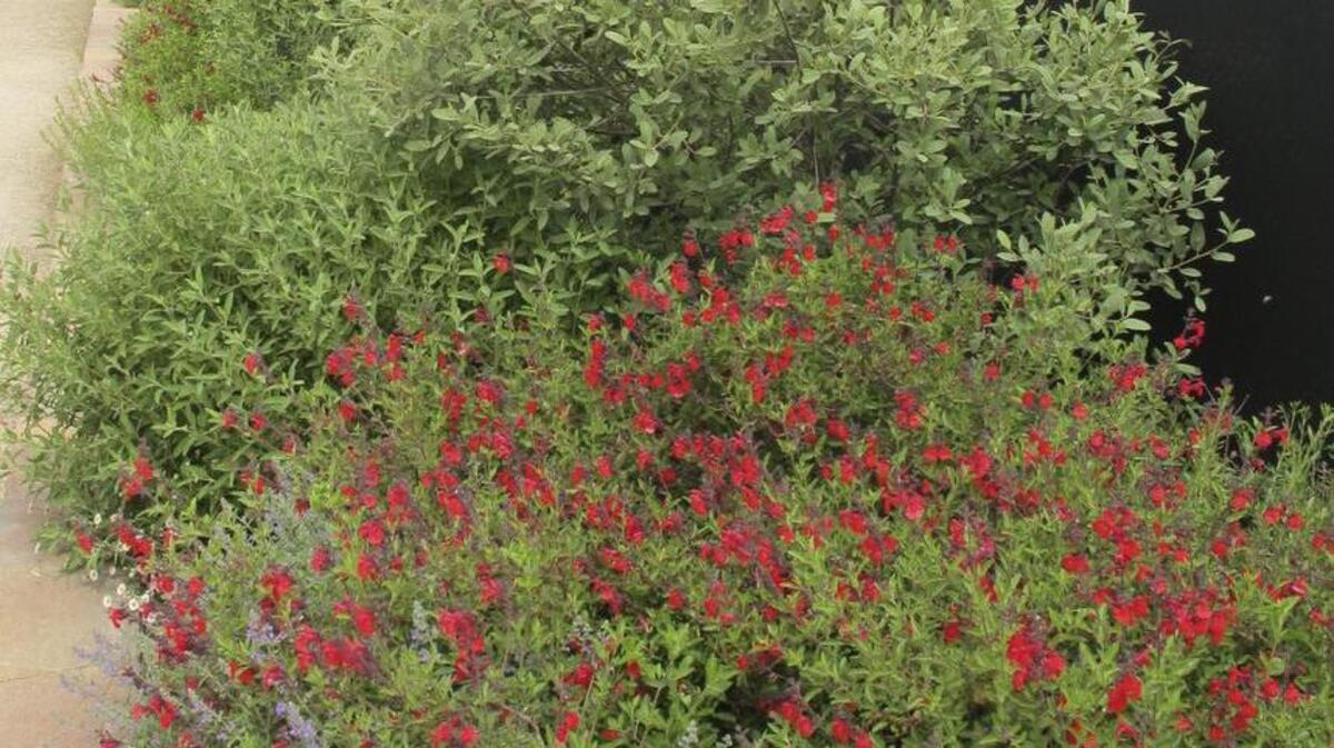 Life After Lawn: Scott’s red autumn sage is a favorite of hummingbirds. Despite its name, this sage also blooms in spring and summer.