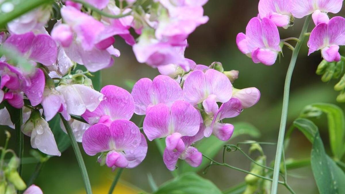 
Sweet peas are a staple of gardens throughout the British Isles.