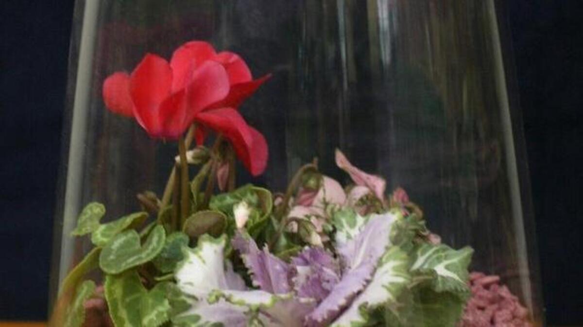 Terrariums, popular during the 1970s, are making a comeback in a big way.