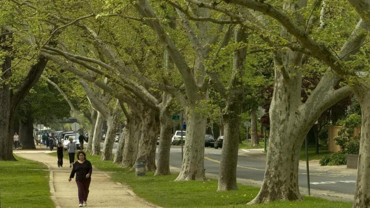 Huge sycamore trees line up at McKinley Park in East Sacramento. Sycamores are among the trees offered through the Sacramento Shade program.