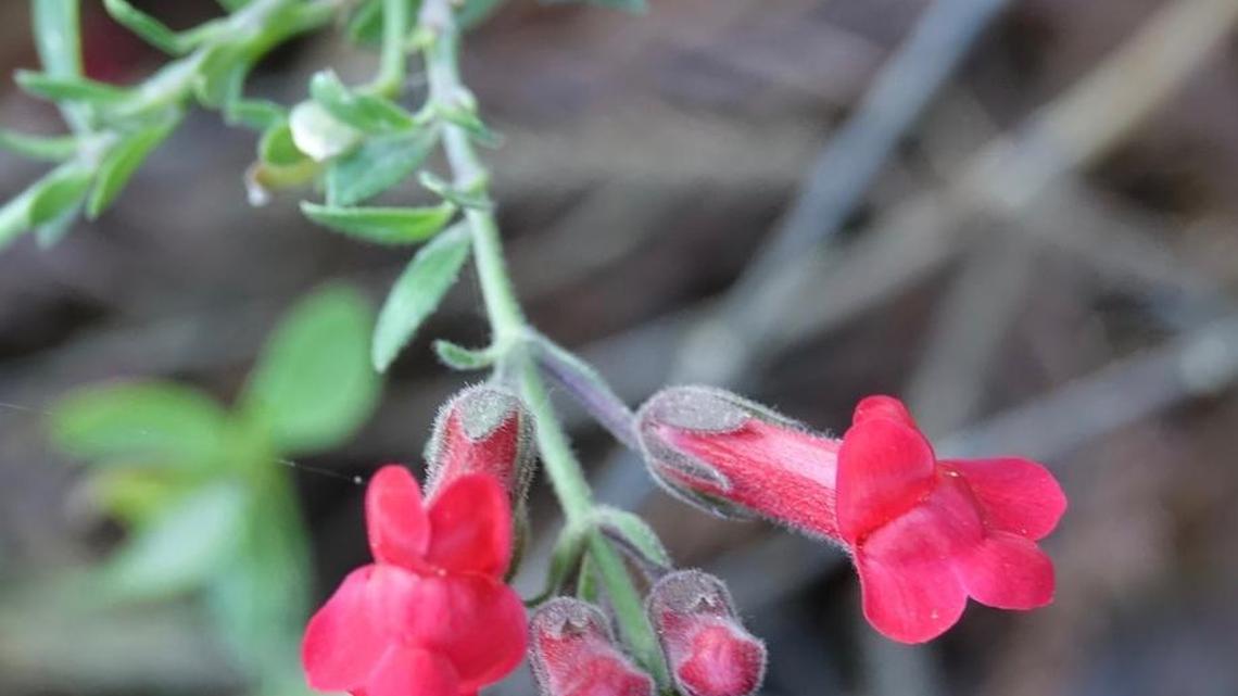 Hummingbirds will beat bushes for this snapdragon