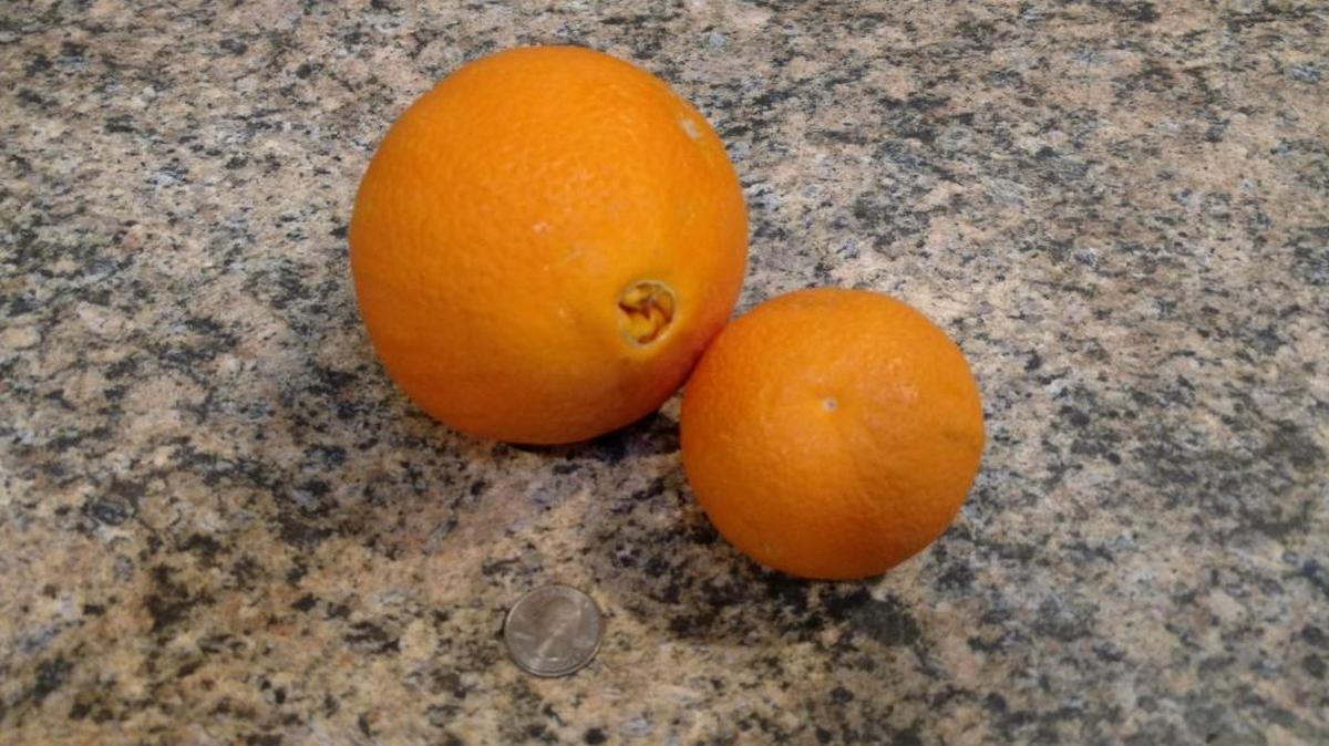 How big are this season’s navel oranges? Super sized! Due to unique weather conditions, many California trees developed extra large navel oranges, such as the one on the left; it measures more than 4-1/2 inches in diameter. It’s next to an average-size Valencia. Both oranges were harvested from the same Sacramento backyard.