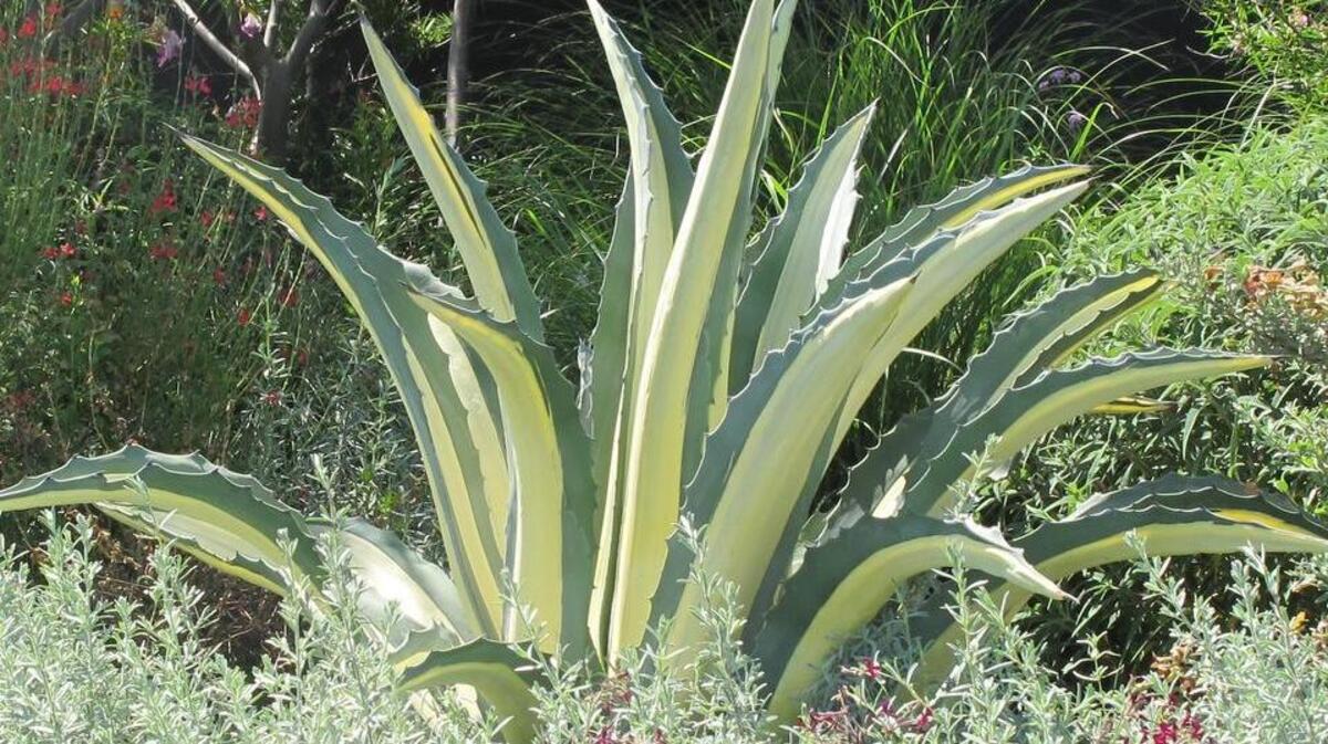 
This smaller century plant is a distinctive two-tone agave.
