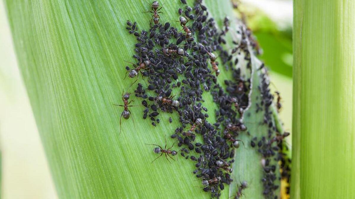 Remove aphids with water from a spray bottle; liquid soap is optional.