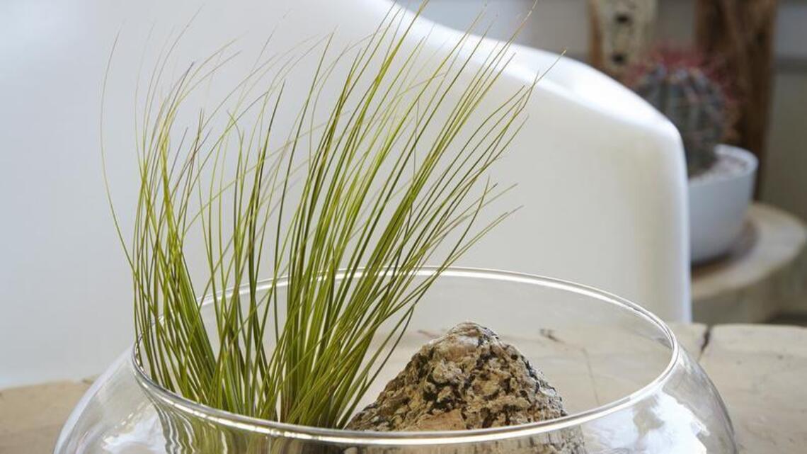 The Plant Lady: Wash away the winter grays with a sunny terrarium