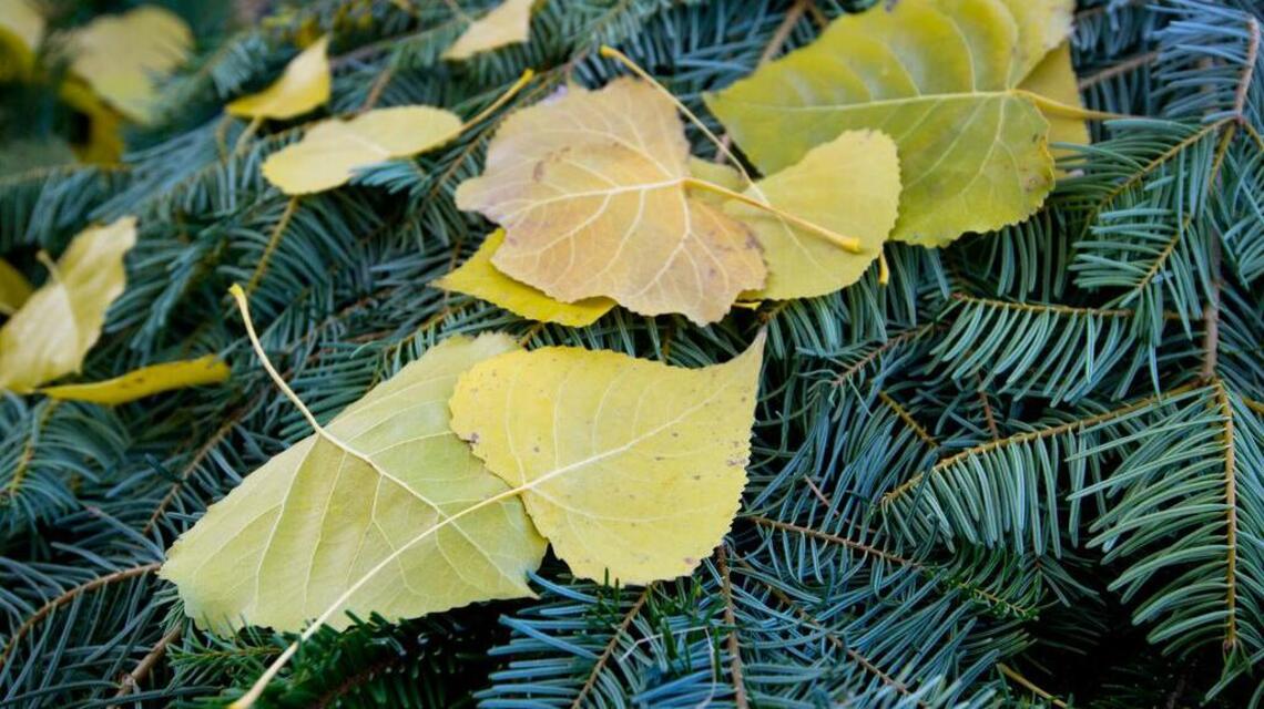 Repurpose your Christmas tree and make wildlife happy