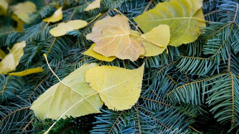 Repurpose your Christmas tree and make wildlife happy